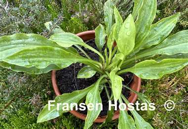 Hosta Dragon Scales